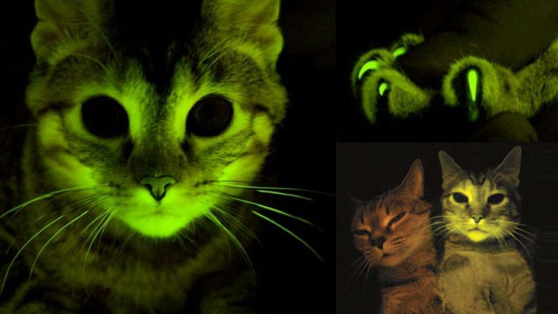 Illustration for article titled This Glowing Kitten May Hold the Key For AIDS Vaccine